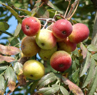 hazi berkenye